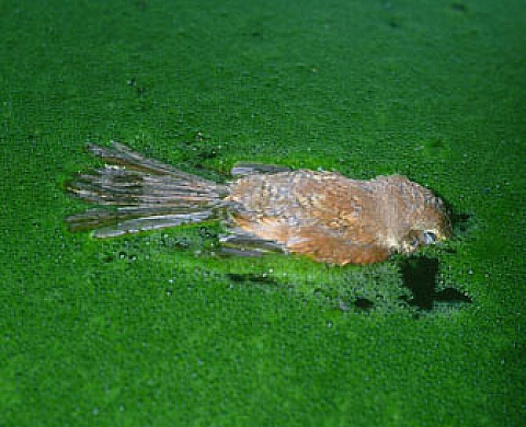 Joel Sternfeld, Manfred Willmann y Chris Jordan