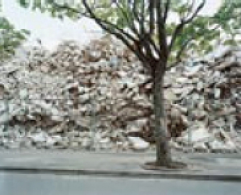 Images au Centre : Arbres, des regards photographiques