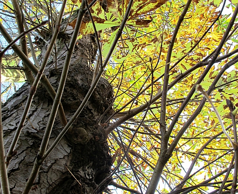 Arbres en ciel photographies plasticiennes Arbres en ciel photographies plasticiennes