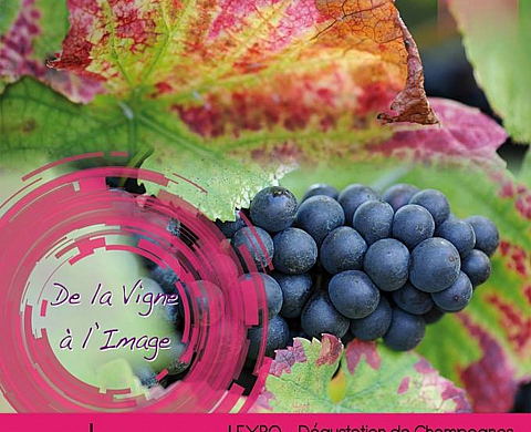 De la vigne a l'image - jérôme senyarich-edot De la vigne a l'image - jérôme senyarich-edot