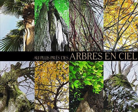 Jardins en fête avec arbres en ciel Jardins en fête avec arbres en ciel