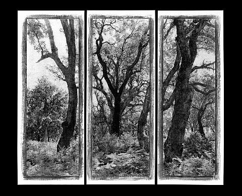 Exposition : paysages, nature et terrirtoire Gaëlle Fiasella 