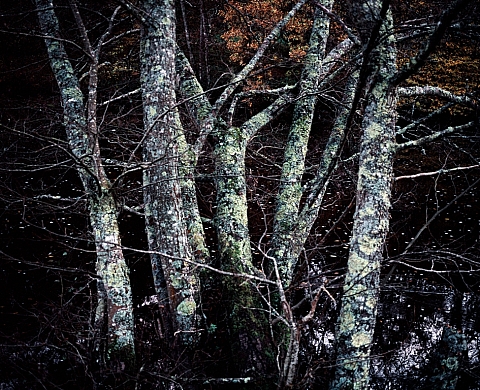 Nature humaine pour la photographie - exposition et présentation du livre en surface de la photographe laetitia donval
