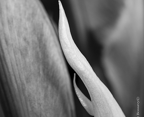 Exposition photo : intimitÉ ii