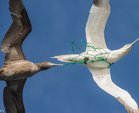 Un plaidoyer contre la surpeche