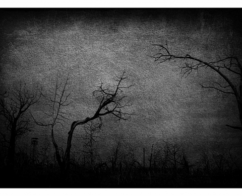 Juried Exhibition by Michael Kenna: Trees