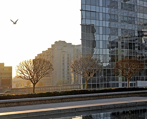 UN ARBRE DANS LA VILLE