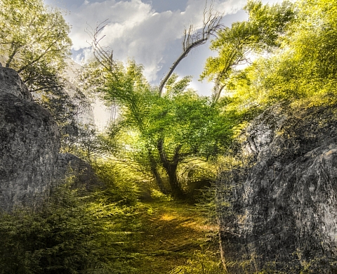 La Forêt de Fontainebleau