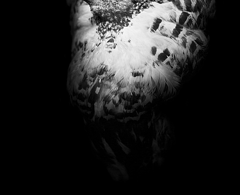 Les Animaux du noir / Katrin Backes et Sylvain Tanquerel