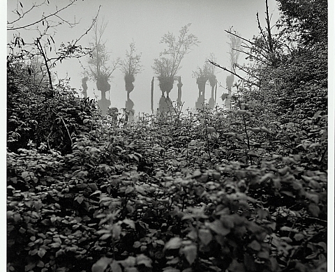 NATURES - photographies de Jean-Luc Chapin