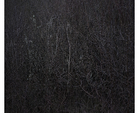 Exposition L'Herbe Folle