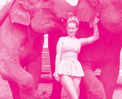 THE ROSE ELEPHANT - une sélection de photographies d'amateurs