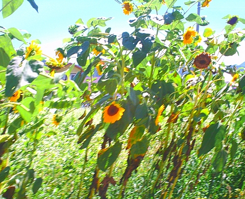 Informations sur l'exposition du carrousel du louvre en octobre