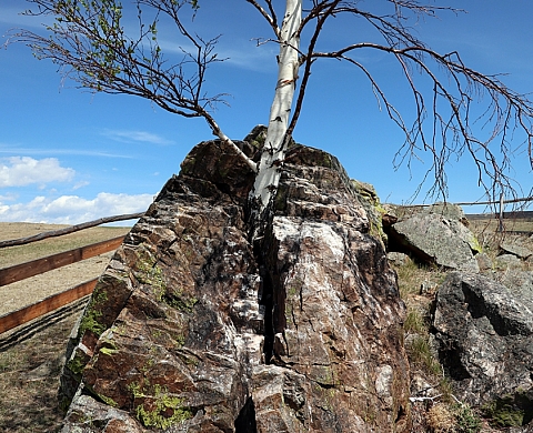 Les Racines du Ciel, Valérie Jouve, Laurent Mulot, Gilles Verneret