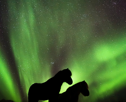 Hestur, Cheval en terre d'Islande Hestur, Cheval en terre d'Islande