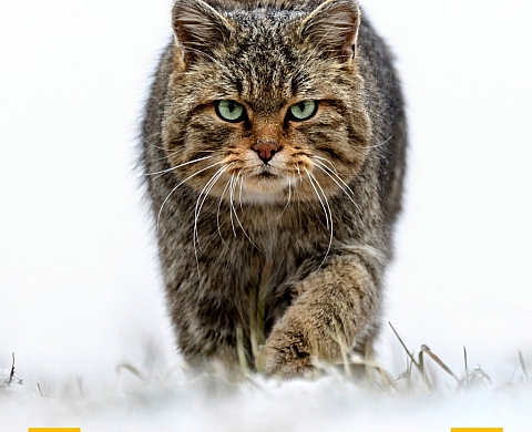Festival pyrénéen de l'image nature à Cauterets (Hautes-Pyrénées)