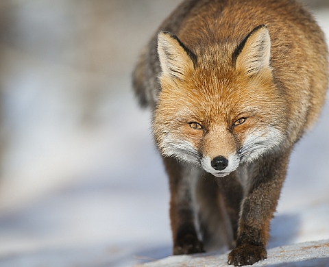 6ème édition du Festival pyrénéen de l'image nature