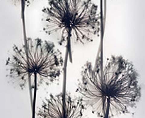 Martha Madigan, Botanical Portraits