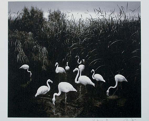 Pentti Sammallahti Les Oiseaux Pentti Sammallahti Les Oiseaux