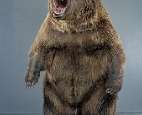Jill Greenberg - Ursine
