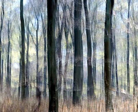 Sabine Wenzel - The German Forest