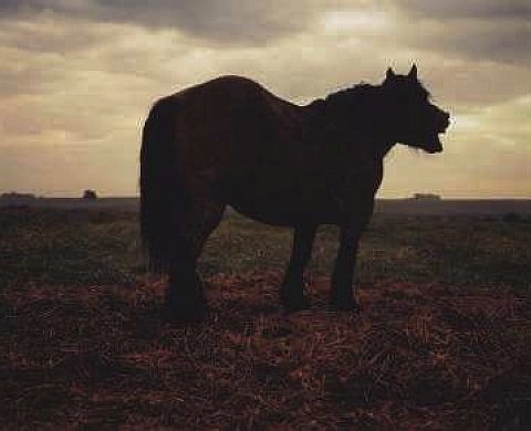 Jean-Luc Tartarin - Les Grands Paysages, le Bestiaire et les arbres