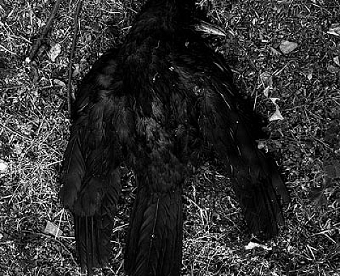 DOM GARCIA - NATURE MORTE
