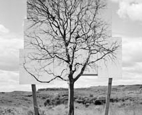 A Forest for the Trees