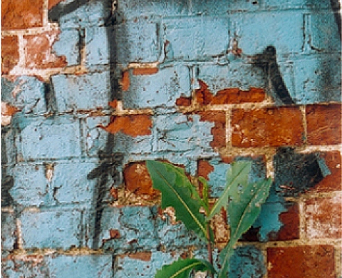 Natur'Elle Graffiti's