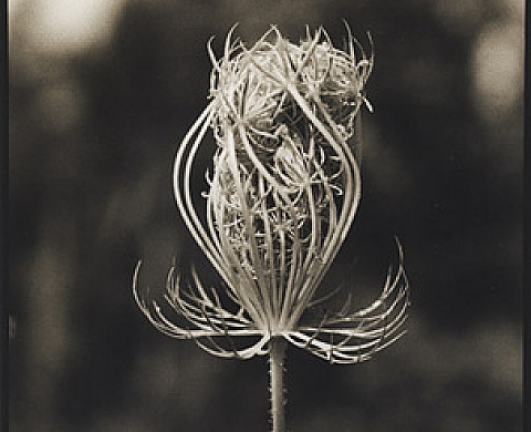 400 Square presents Diane Smook Photographs