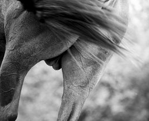 Chantal Sanglier - Photographies sur les chevaux.