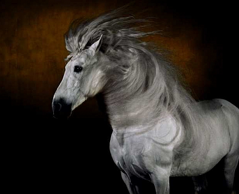 Chevaux De Yann Arthus Bertrand - La cense
