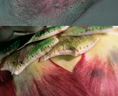 Barbara Celestina Körperland