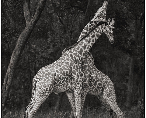Nick Brandt - A shadow falls à la A.Galerie Nick Brandt - A shadow falls à la A.Galerie