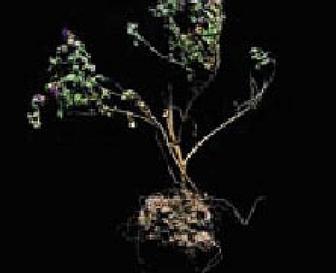 Nicole Hametner - Aster