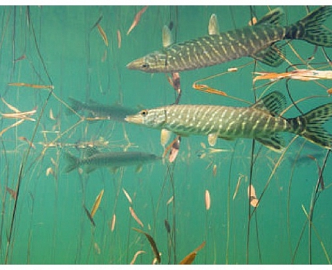 Un Photographe français figure parmi les gagnants du concours de photographie de la vie sauvage le plus prestigieux du monde Un Photographe français figure parmi les gagnants du concours de photographie de la vie sauvage le plus prestigieux du monde