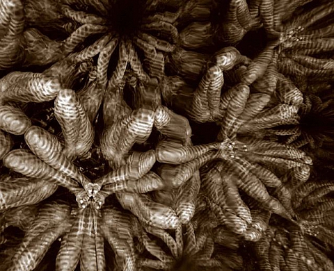Alvin Booth - Anamorphosis/Finger Prints Alvin Booth - Anamorphosis/Finger Prints