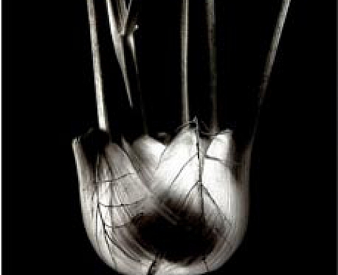 Vincent Pasquier - Anthropomorphisme Vincent Pasquier - Anthropomorphisme