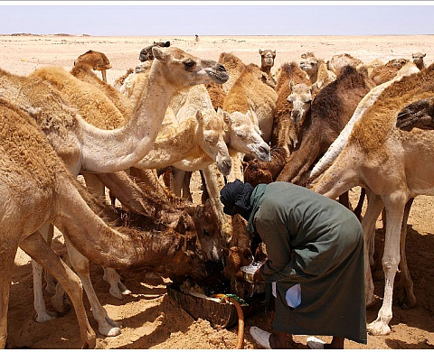 Serge Villain - Mauritanie Serge Villain - Mauritanie
