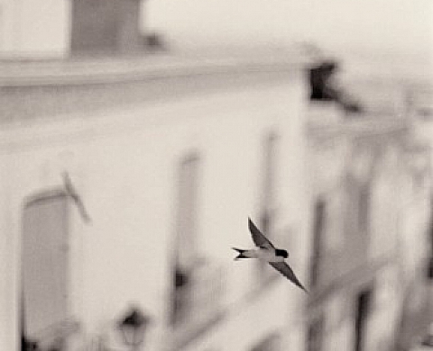 Hirondelles andalouses - Bernard Plossu Hirondelles andalouses - Bernard Plossu
