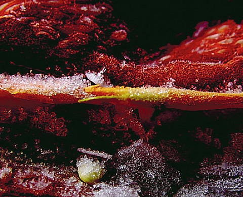 Exposição encarnadas III - Neide da Cunha Pinto