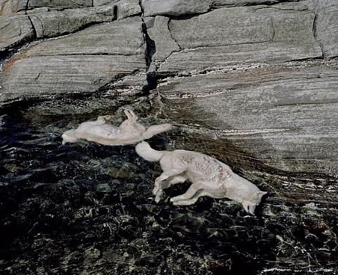 69.13°N 51.06°W Fjord de sermeq à l'ouest du Groenland - Boris Gayrard
