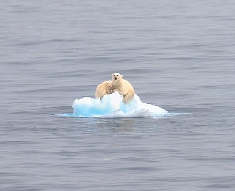 14ème Festival international de la Photo Animalière et de Nature de Montier-en-Der