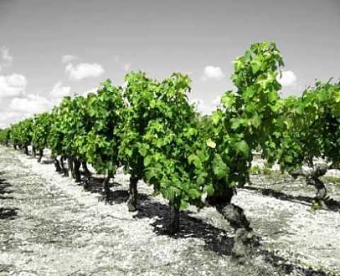 PHOTOPHILANTES sur La Cub : Stella Kaloudis & Pascal Cheyrou