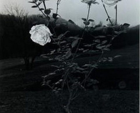 Complete Flowers - Lee Friedlander Complete Flowers - Lee Friedlander