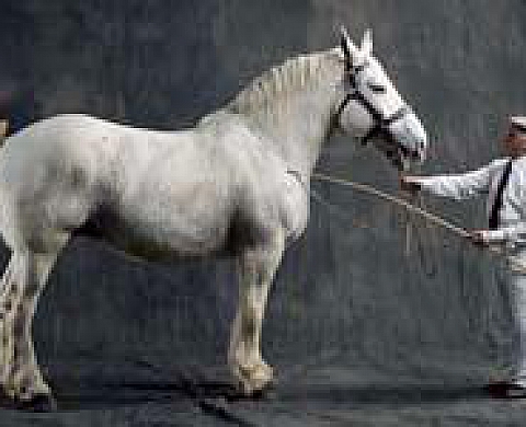 La terre vue du sol, zoom sur les animaux - Yann Arthus Bertrand