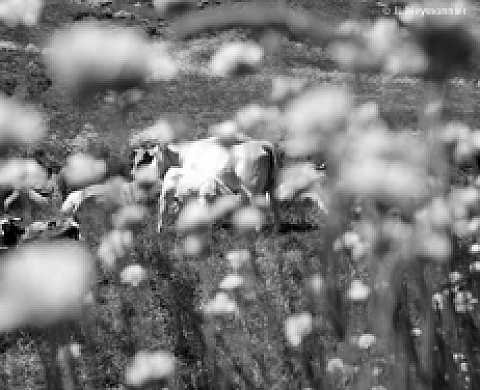 Jean-Luc Meyssonnier - A la Galerie MIRABILIA