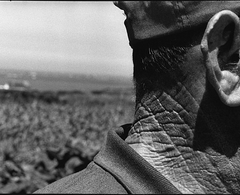 Les Enracinés - Michèle Le Braz