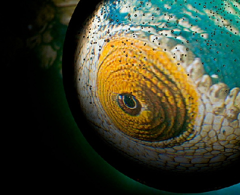 Exposition du Collectif Altervisions