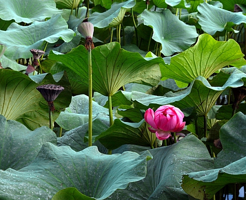 Chine dessus dessous - Jean-françois Fabriol